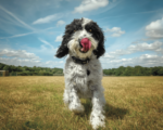 Mascotas y enfermedad renal crónica: ¿es seguro tener una mascota?