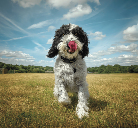 Mascotas y enfermedad renal crónica: ¿es seguro tener una mascota?